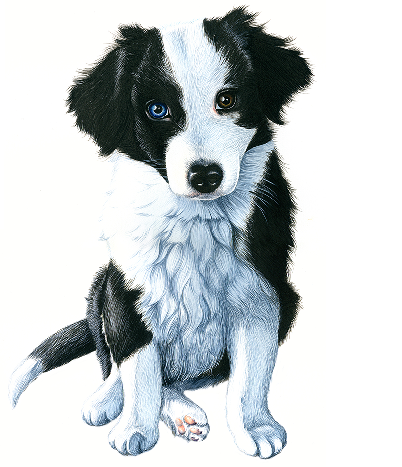 Schilderij van een border collie / australian shepherd puppy.