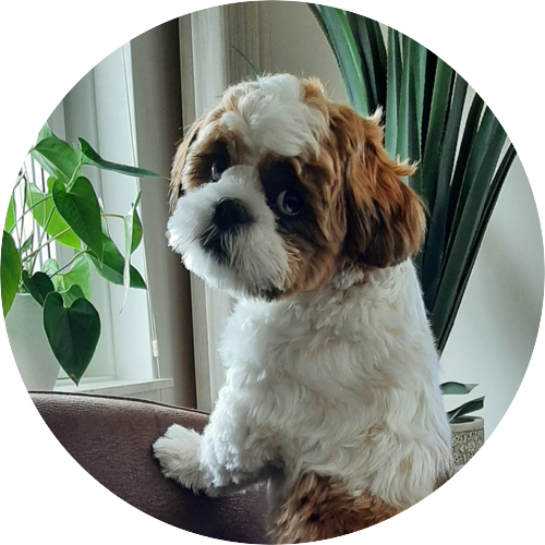 Een boomer hondje dat rechtop staat.